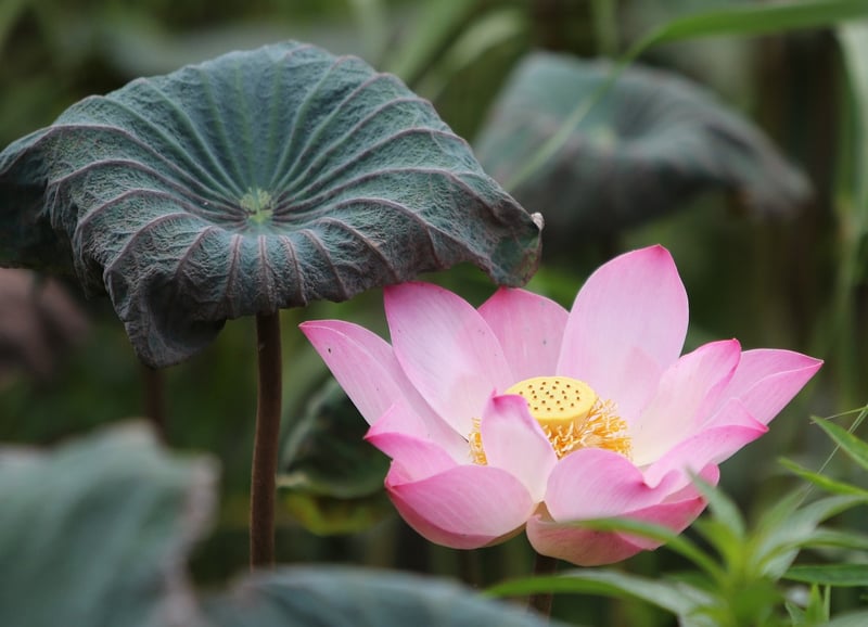 Lotus pose yoga meditation